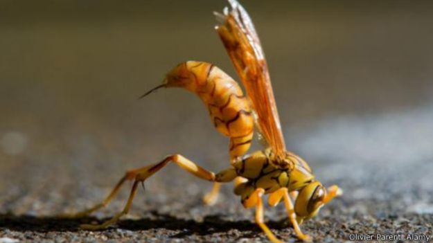 تأتي لدغة الدبور صاحب السترة الصفراء المستوى الثاني في مؤشر شميت 