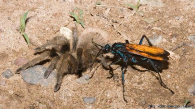 يسبب الدبور صائد عنكبوت الرتيلاء بلدغته ألما شديدا يثير هلع الشخص المصاب 