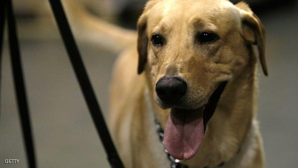 يأمل العلماء في أن يتمكنوا باستخدام حاسة الشم عند الكلاب في اكتشاف أمراض أخرى