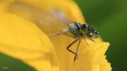 .حشرة الرعاش.