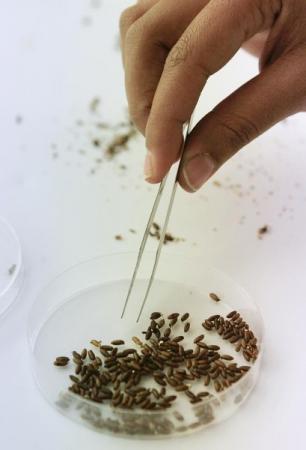 صورة لمجموعة من ذباب الفاكهة 