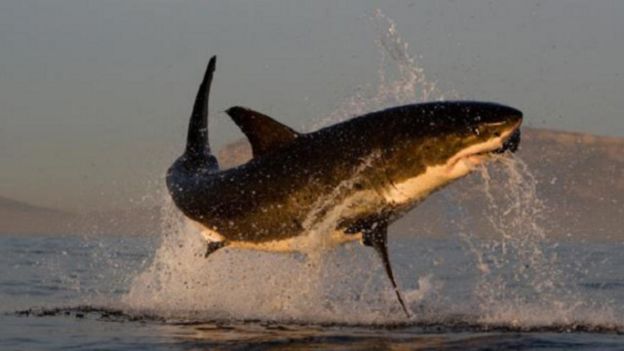 سمكة بهذا الحجم يمكن أن تطير فوق الماء