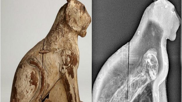 بفضل التقدم التكنولوجي الحالي، بات بوسعنا الآن فحص مومياوات الحيوانات القديمة عن قرب وبدقة شديدة 