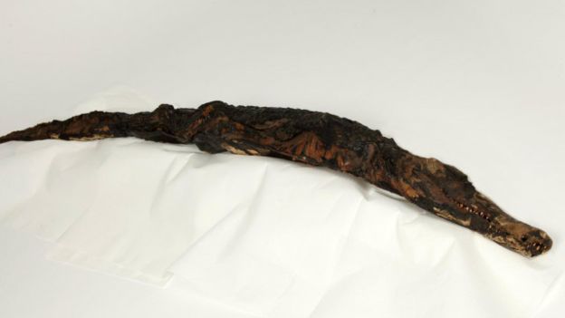 تم تحنيط الكثير من التماسيح أيضا في تلك الفترة 