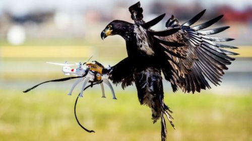 النسور تصطاد طائرات الدرون