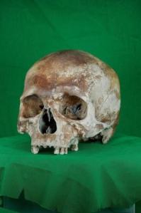 جمجمة نجار انتشلت من السفينة الحربية ماري روز الخاصة بالملك هنري الثامن والتي غرقت خلال معركة عام 1545 معروضة في بورتسماوث يوم 5 سبتمبر2015