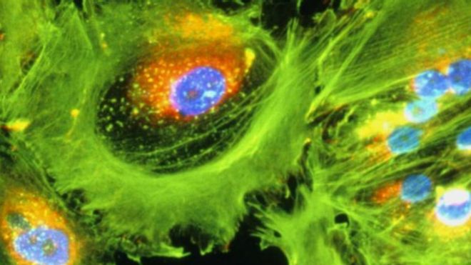 علاج مرضي السرطان من خلال زيادة كفاءة النظام المناعي للجسم