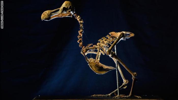 طائر الدودو