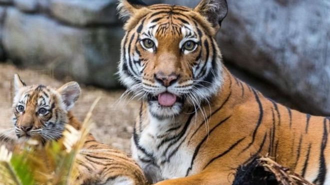 مواطنو دولة الإمارات سيُمنعون من تربية القطط الكبيرة وغيرها من الحويانات البرية 