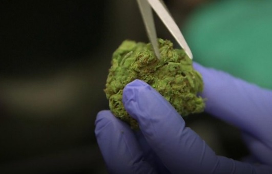 تصدير القنب الإسرائيلي يحصل على الضوء الأخضر