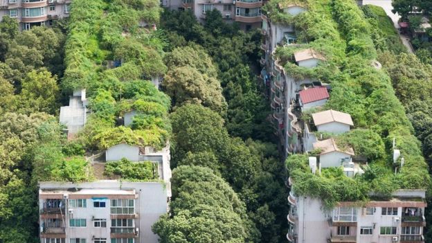 تساعد الخضرة الكثيفة على تخفيض درجات الحرارة في المدن، مثل مدينة تشنغدو الصينية، في فصل الصيف