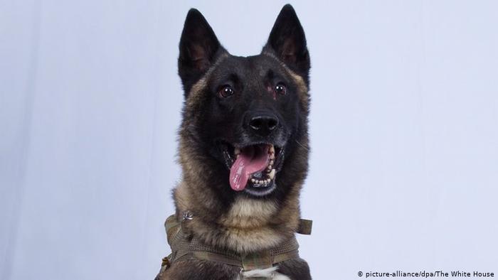 كلب أمريكي ساعد في القضاء علي زعيم تنظيم القاعدة