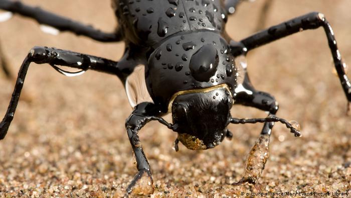 تقوم هذه الخنفساء الصحراوية، واسمها العلمي ستينوكارا غراسيليبس، بـ"اصطياد الضباب"