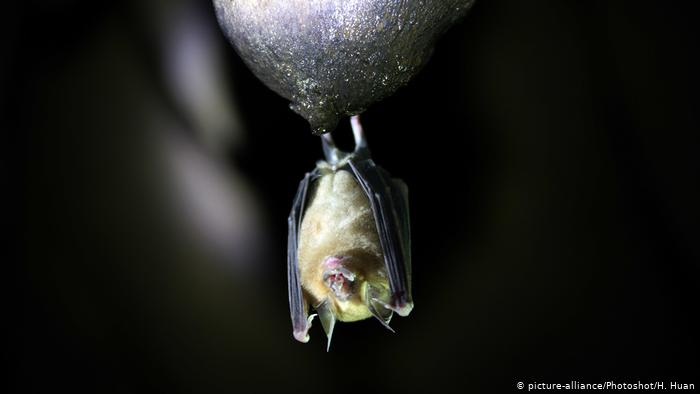 الخفاش هو مصدر فيروس كورونا