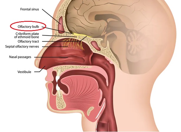 موقع الخلايا العصبية البطنية باللون الأصفر