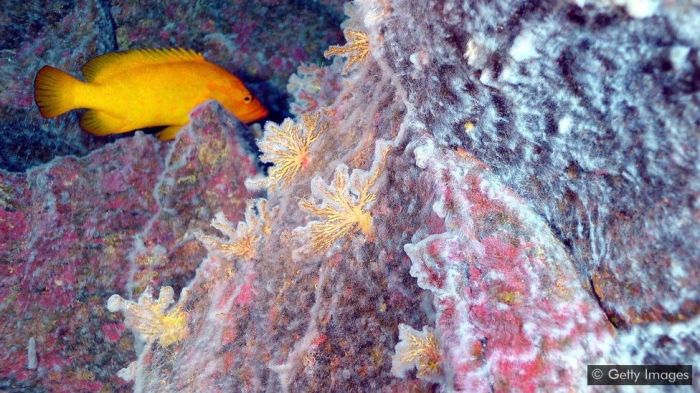 بعض الفيروسات تحافظ على صحة الفطريات والنباتات