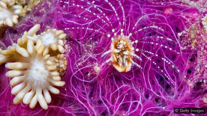 تمثل الجراثيم 90 في المئة من جميع الكائنات الحية التي تعيش في المحيطات