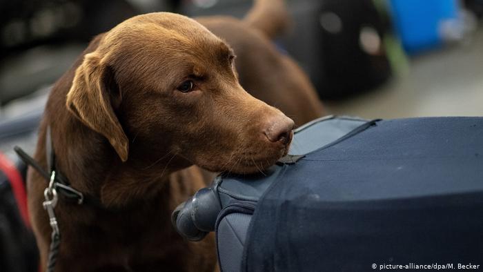 الكلاب تمكنت بعد تدريب استمر أسبوعا من الكشف بصورة سليمة تماما عبر تشمم اللعاب والنفس عن 94 % من المصابين في تجارب شملت 1012 شخصا.