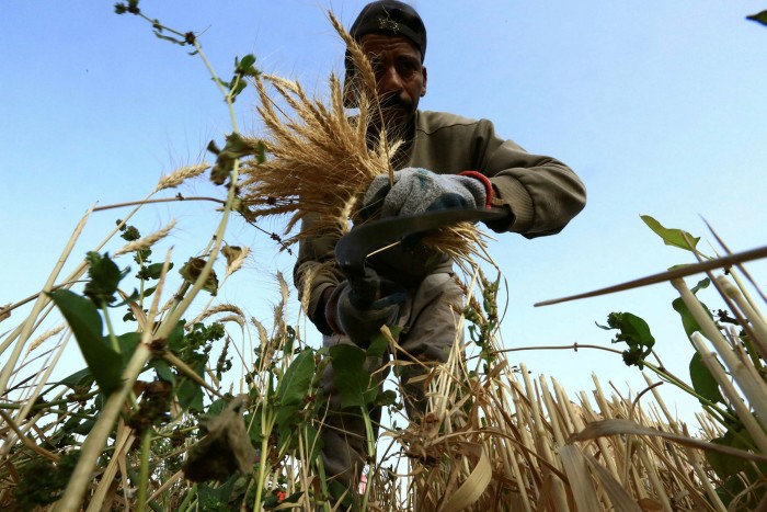 تعزز المملكة العربية السعودية إنتاجها الزراعي المحلي