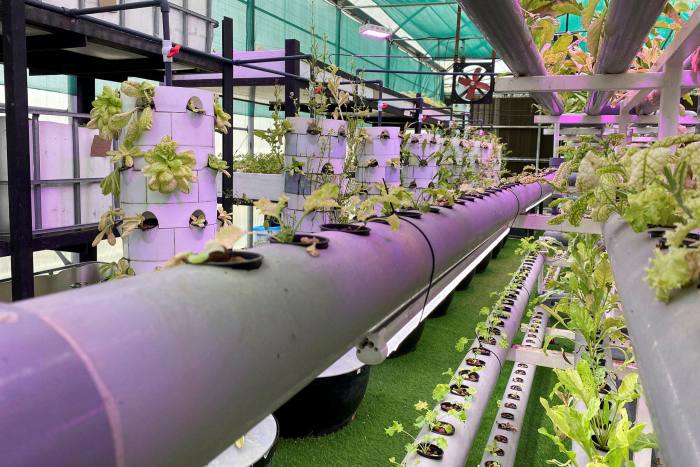 مزرعة رأسية ذات تقنية عالية حيث يمكن للمزارعين المحليين زراعة محاصيلهم على الرغم من الإغلاق الوطني بسبب الوباء، في الشارقة، الإمارات العربية المتحدة، في أبريل 2020