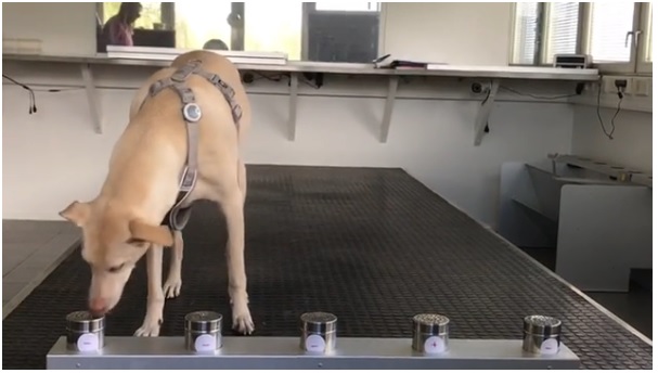 أحد الكلاب تختبر عينات من الركاب القادمين لمطار هلسنكي لإكتشاف المصابين بفيروس كورونا