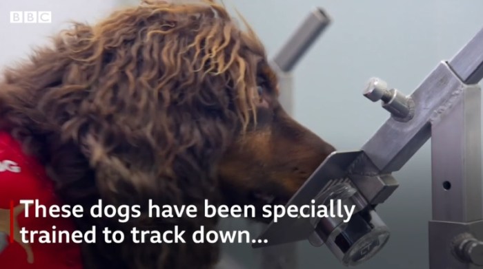 يتم تدريب الكلاب علي إكتشاف رائحة المصابين بمرض معين مثل السرطان وكورونا وغيرها