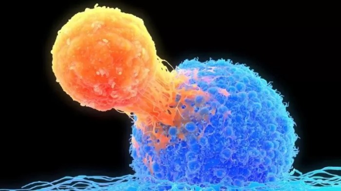 خلايا تي بالأصفر تهاجم الخلايا السرطانية بالأزرق