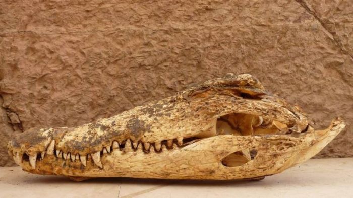 كان المصريون القدماء يقدسون التماسيح وحيوانات أخرى