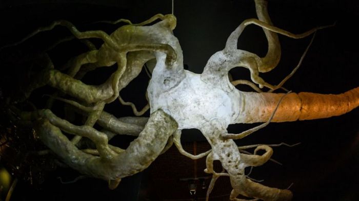 على الرغم من معرفتنا الطريقة التي تنتقل بها الإشارات عبر الخلايا العصبية، إلا أننا نجهل تماما كيفية عمل المخ البشري