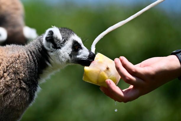 حيوان الليمور يأكل قالب فواكه مجمدة لتبريد جسمه مع وصول درجة الحرارة في حديقة الحيوان "بيوباركو" في تورينو الإيطالية إلى 40 درجة مئوية