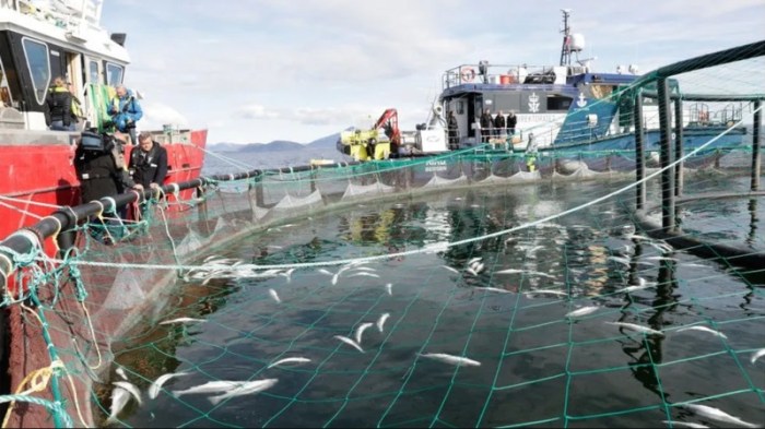 تكبدت النرويج خسائر فادحة جرّاء موجات النفوق الضخمة بين أسماك السلمون