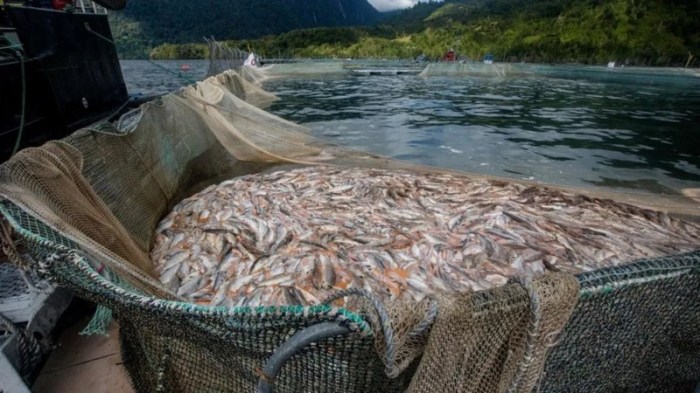 نفوق جماعي لأسماك السلمون في تشيلي نتيجة الطحالب